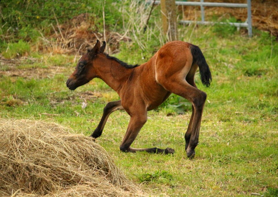 Suckling thoroughbred arabian brown mold