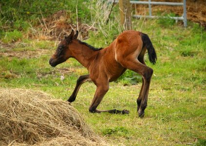 Suckling thoroughbred arabian brown mold photo