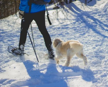 person walking in front of white dog on snow covered ground during daytime photo