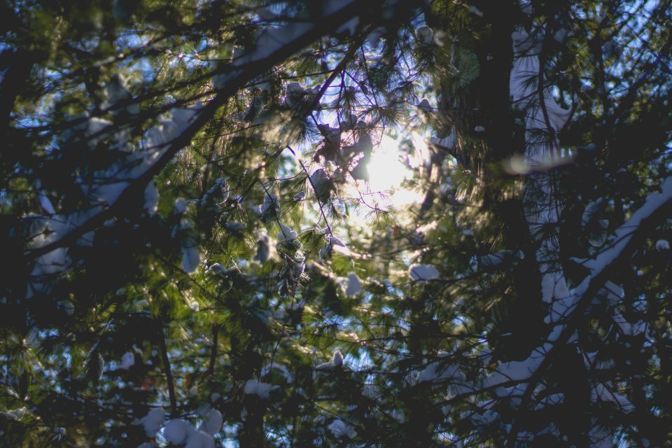 Middlesex fells, Medford, United states