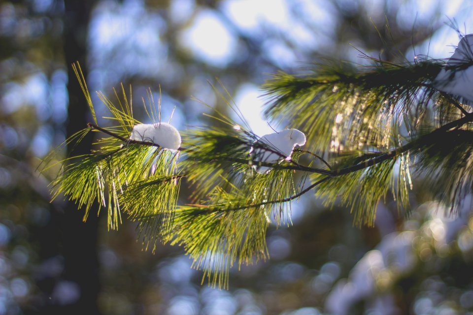 Middlesex fells, Medford, United states