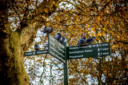London, St jamess park, Depth of field