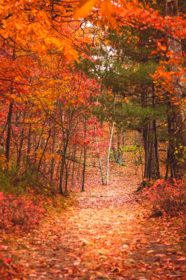 Middlesex fells, Medford, United states