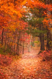 Middlesex fells, Medford, United states