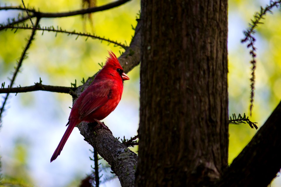 Mount auburn cemetery, Cambridge, United states