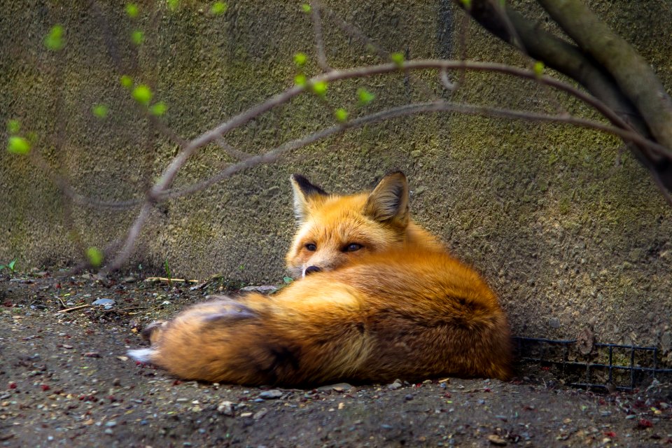 Worcester, United states, Sly fox