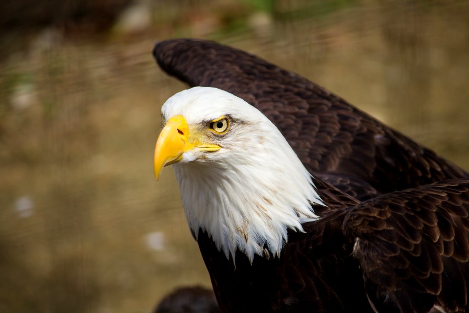 closeup photography of brown and white eagle