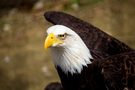 closeup photography of brown and white eagle
