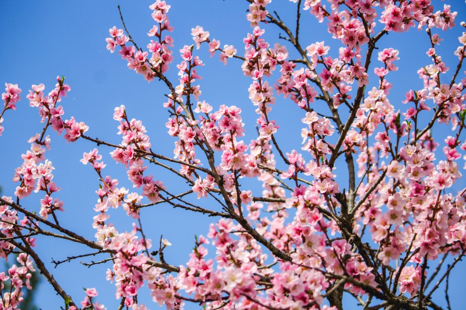 Branches, Spring, Springtime