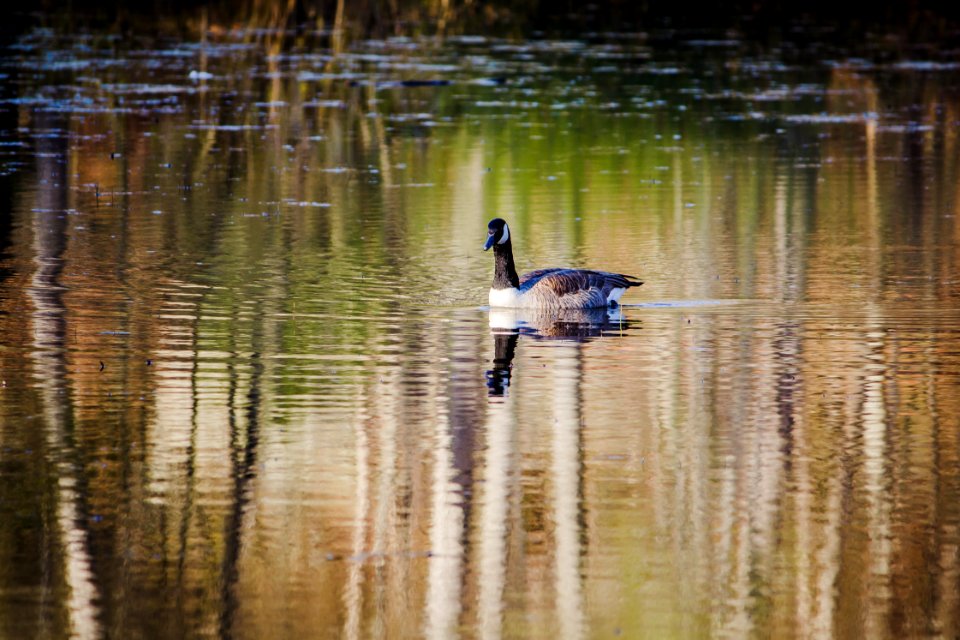 Middlesex fells reservation, Stoneham, United states