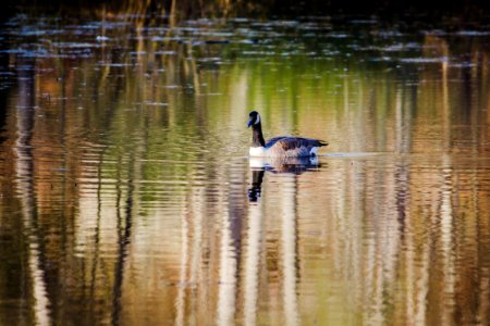 Middlesex fells reservation, Stoneham, United states