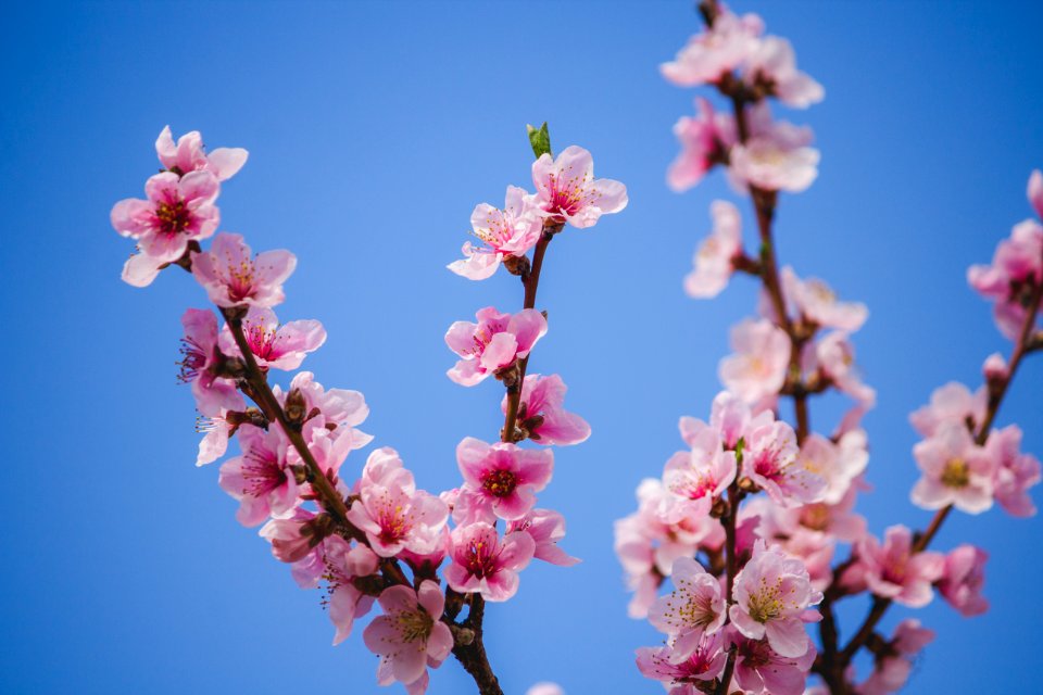 Waltham, United states, Beauty