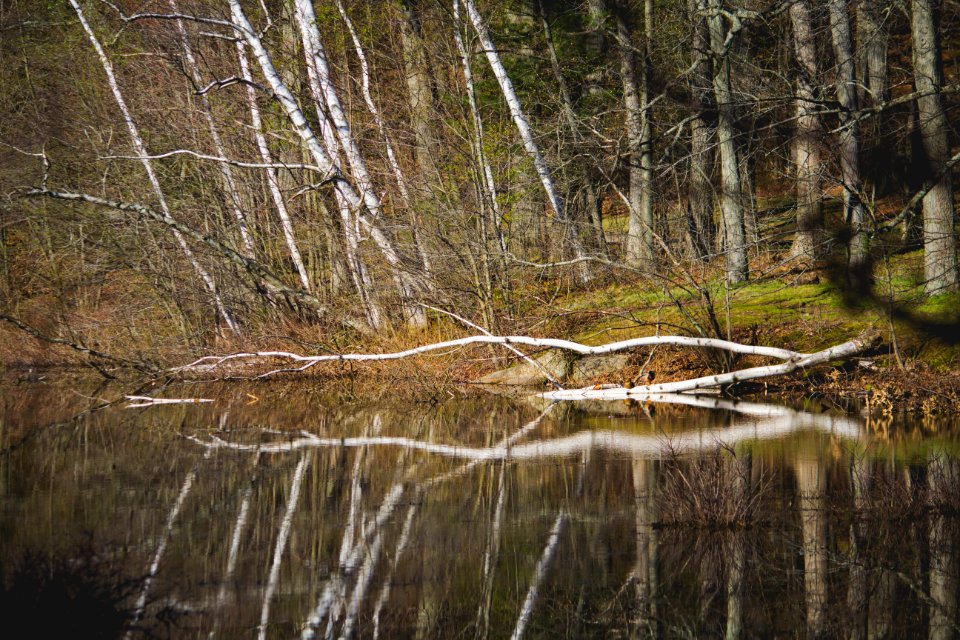 Middlesex fells reservation, Stoneham, United states