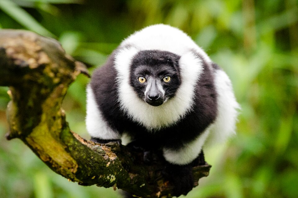 Endangered eyes focus