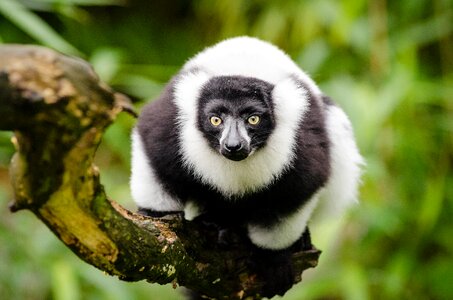 Endangered eyes focus