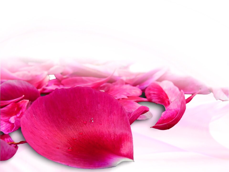 Blossom bloom close up