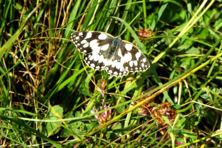 Marble whie butterfly, Darl, Banks photo