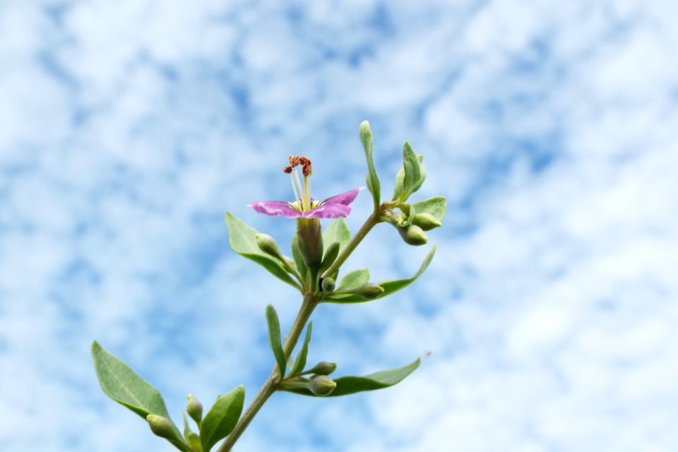 Nature, Wild flower, Sky