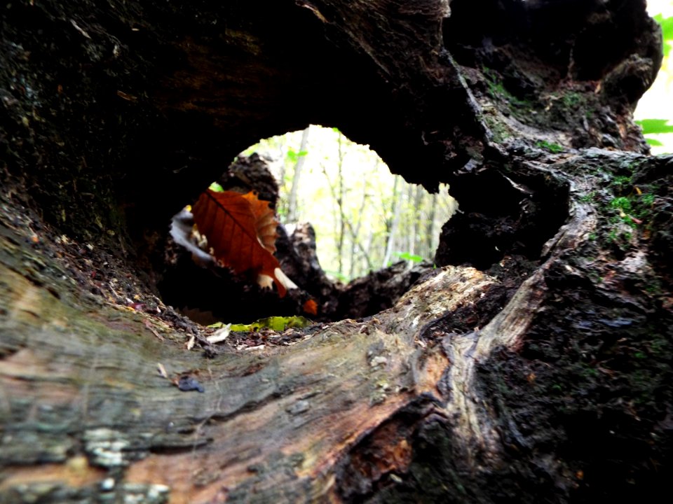 East hoath wood, Gillingham, United kingdom