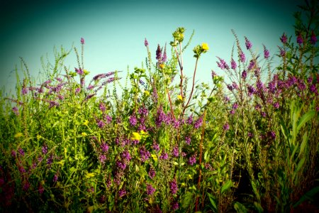 Wild flowers, Nature, Background