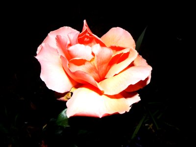 Beauty, Pure, Pink