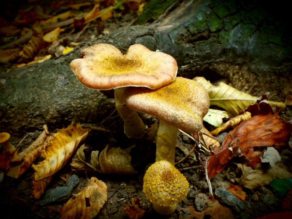Fungi