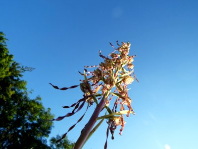 Orchid, Sky, Nature
