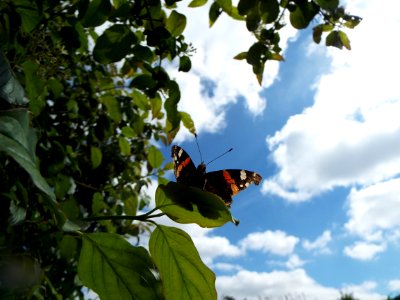 Red admiral, Butterfly, On the wing photo