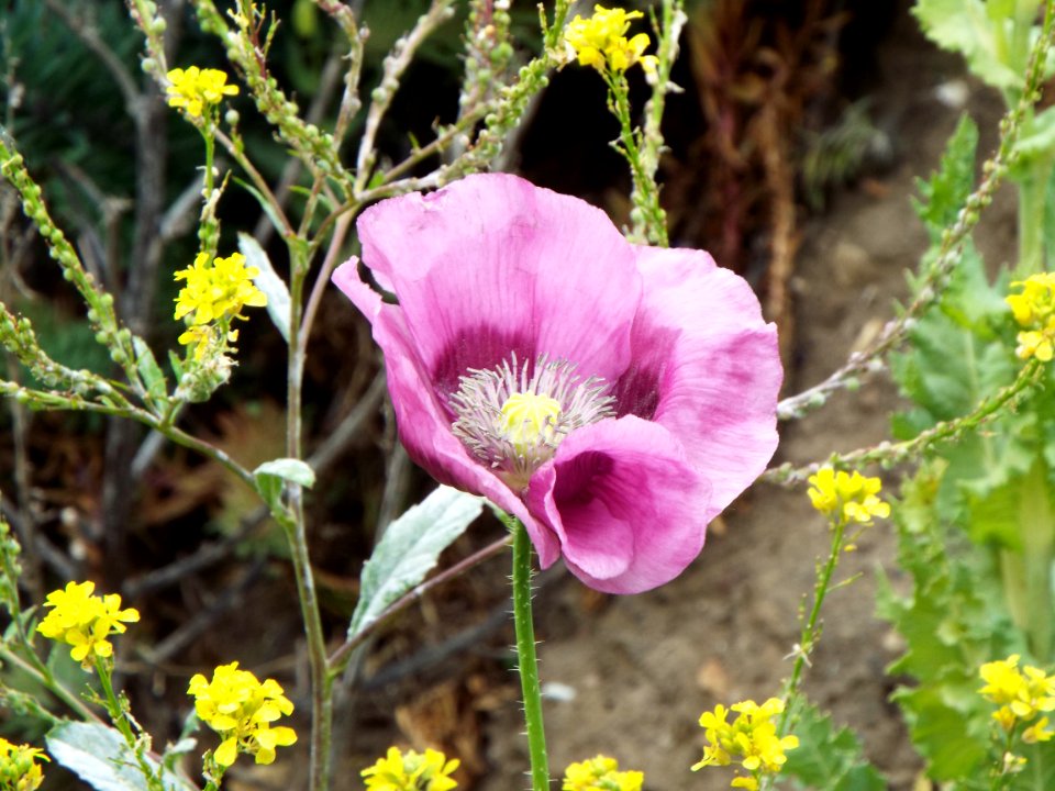 Background, Wallpaper, Poppy