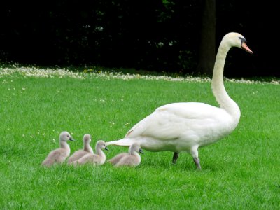 white duck with ducklings