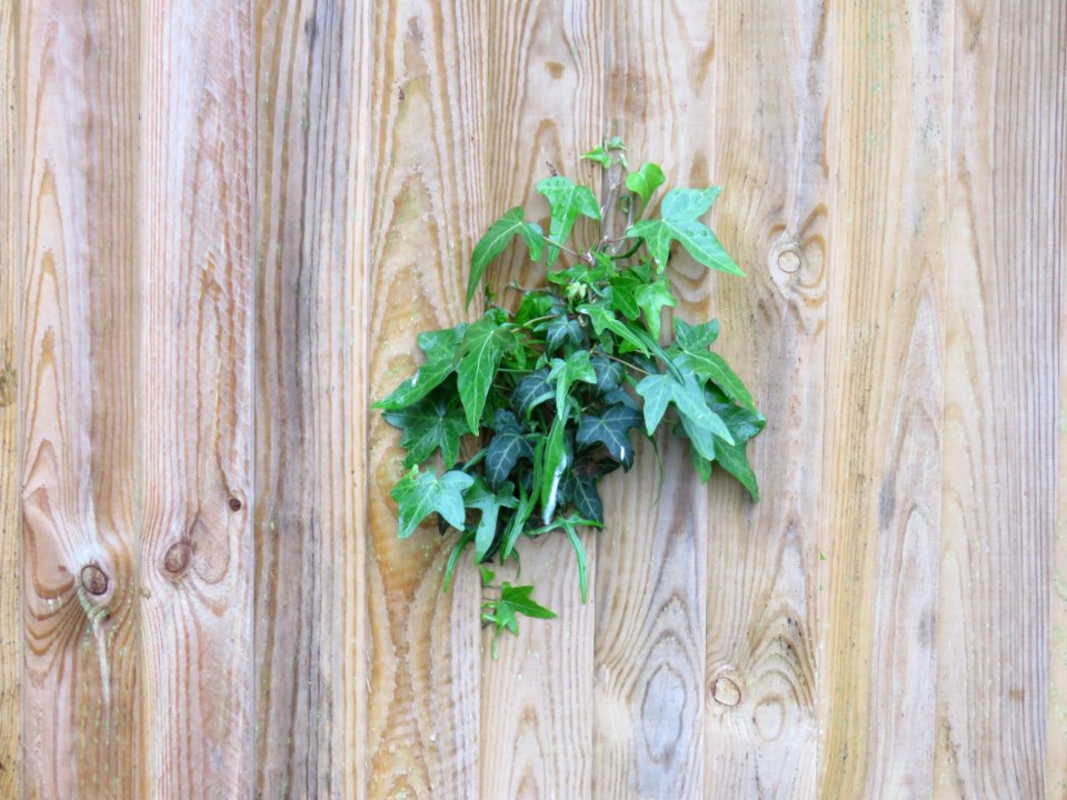Background, Ivy, Wallpaper
