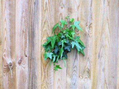 Background, Ivy, Wallpaper