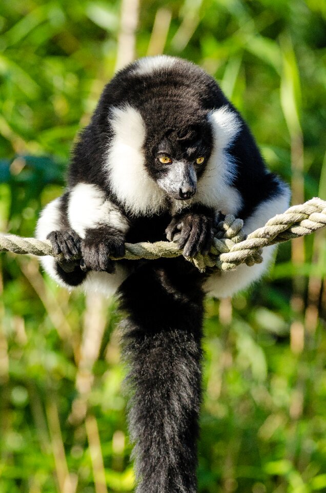 Endangered eyes fur