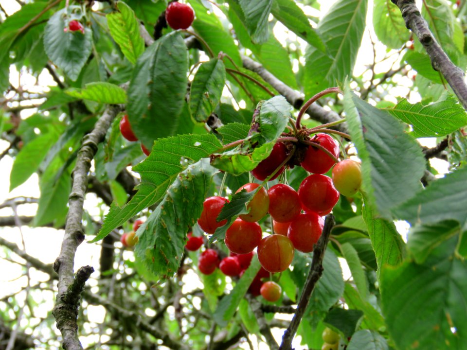 Nature, Fruit, Leaves