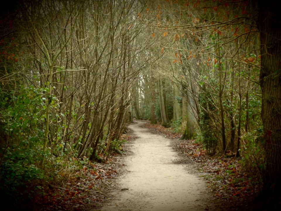 East hoath wood, Gillingham, United kingdom