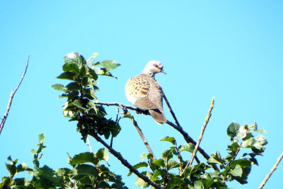 Riverside country park, Gillingham, United kingdom