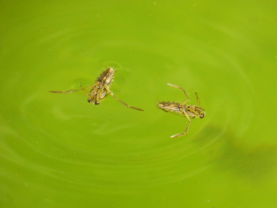 Raft pond bed bug water