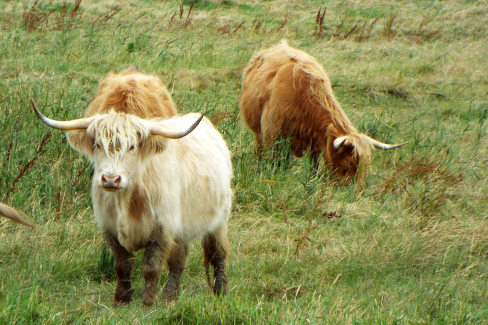 Horns, Livestock, Nture