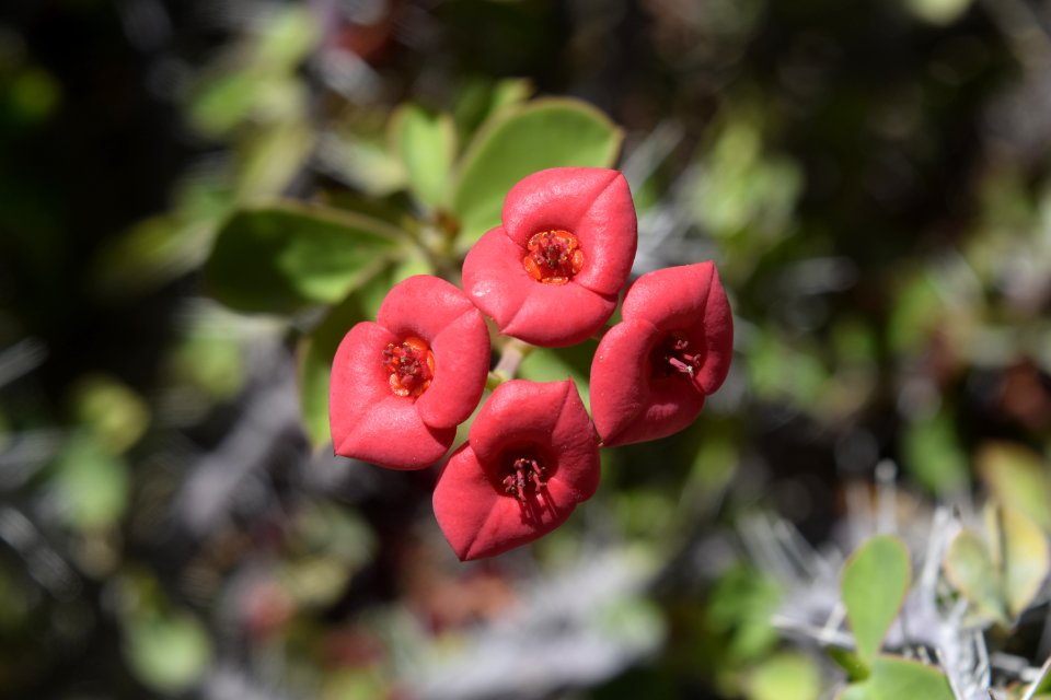 Mexico, Exappiah, Flower