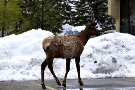 Deer, Estes park, United states