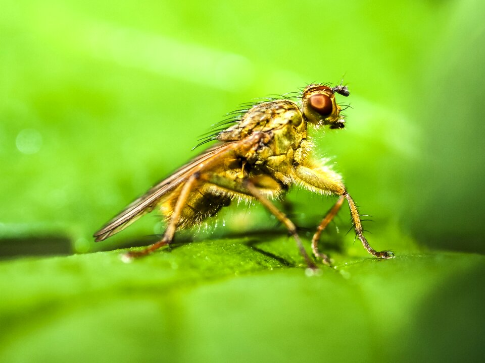 Nature animal insect