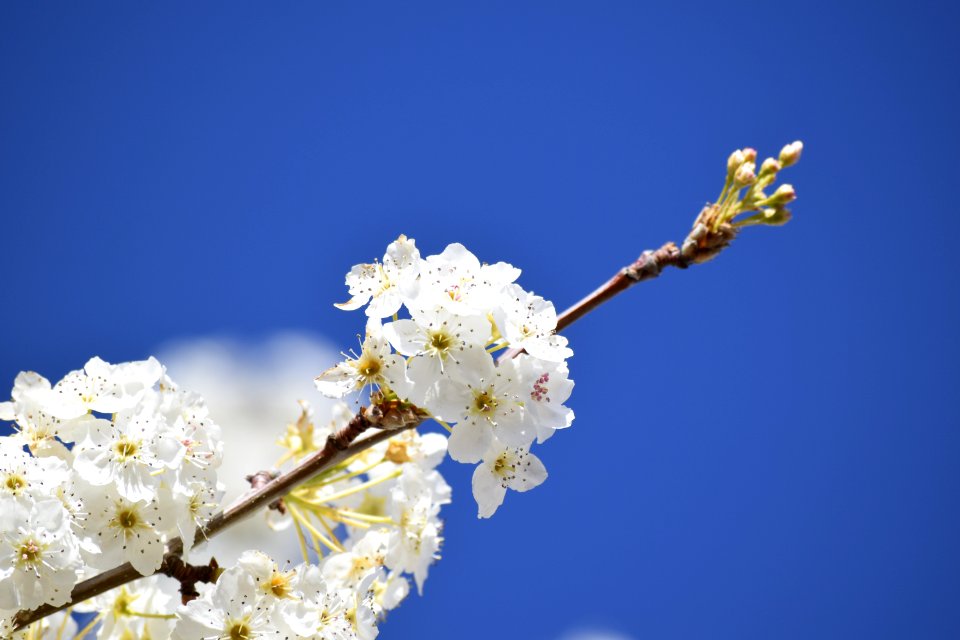 United states, Exappiah, Flower