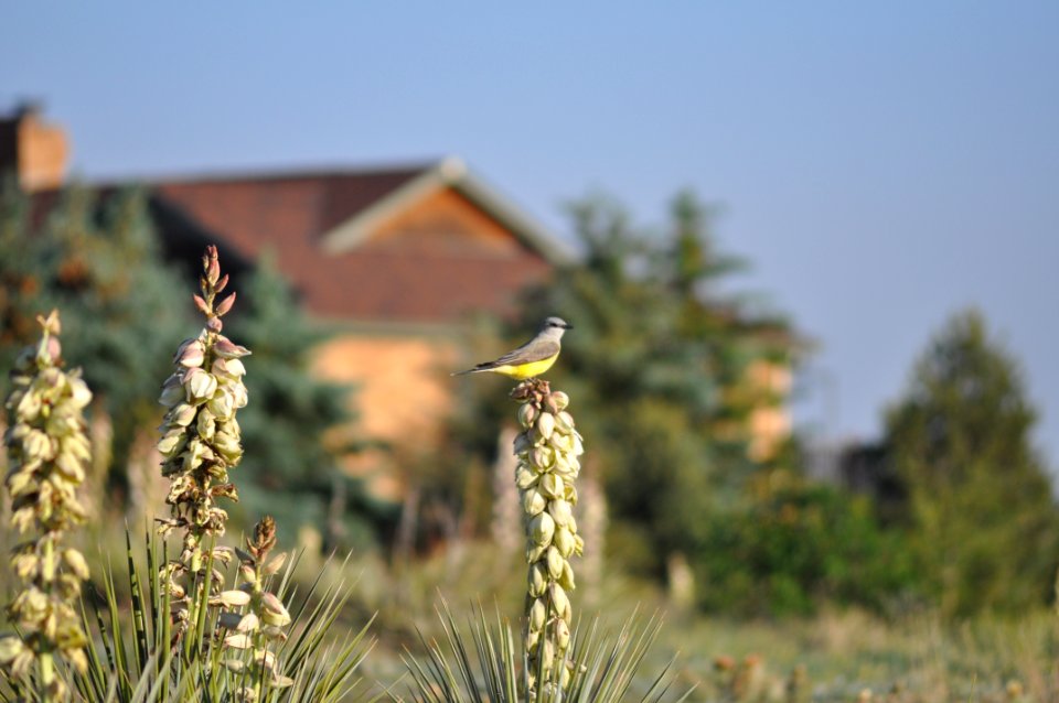 Elizabeth, United states, Bird