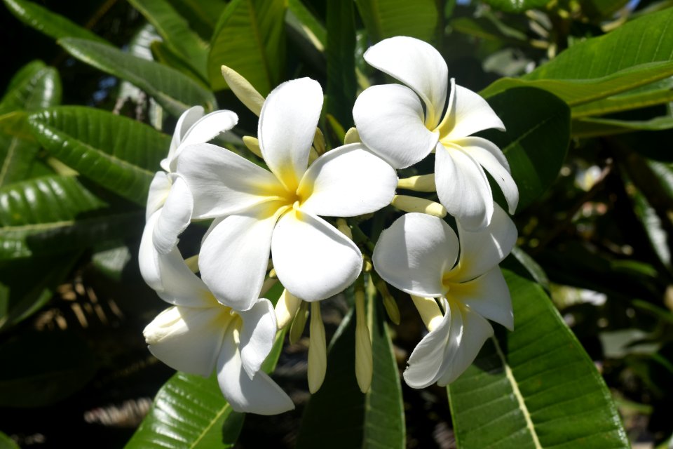 Mexico, Exappiah, Flower