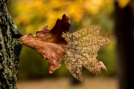 Leaf, Plant, Trees