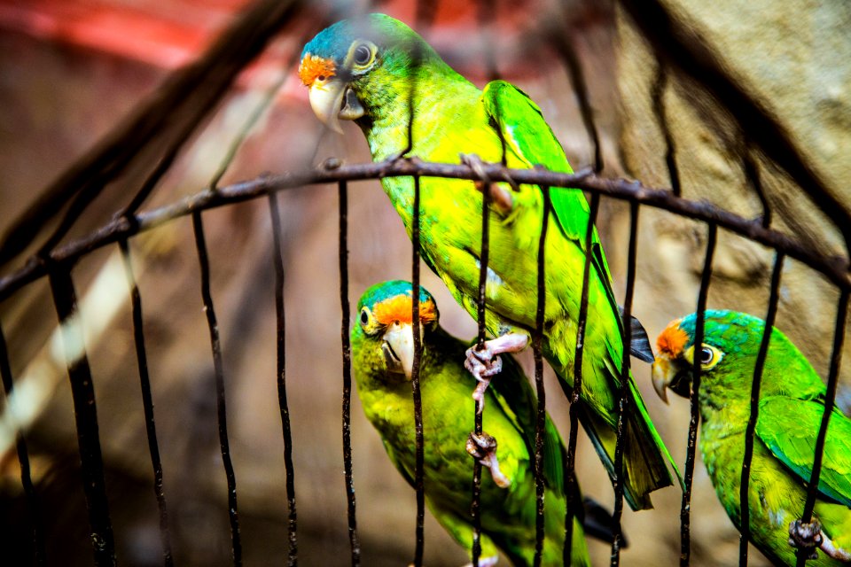 three green parakeets inside on black cage