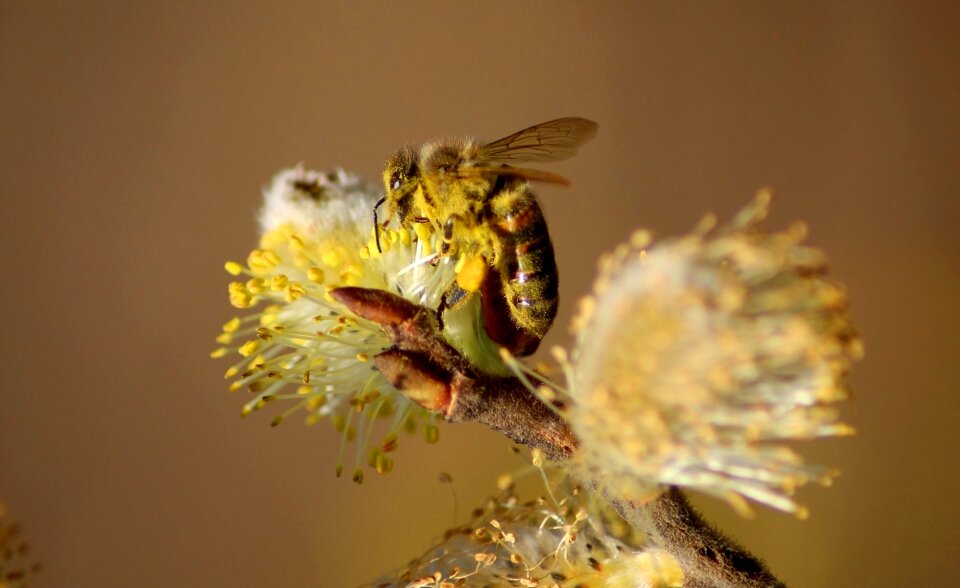 Flower nectar garden