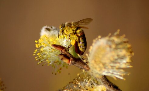 Flower nectar garden