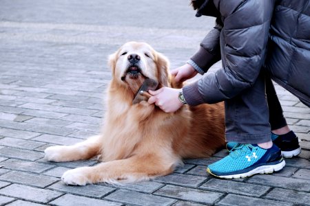 brown long-coated dog close-up photography photo