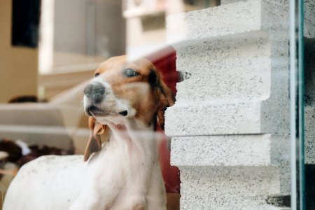 short-coated white and tan dog close-up photography photo